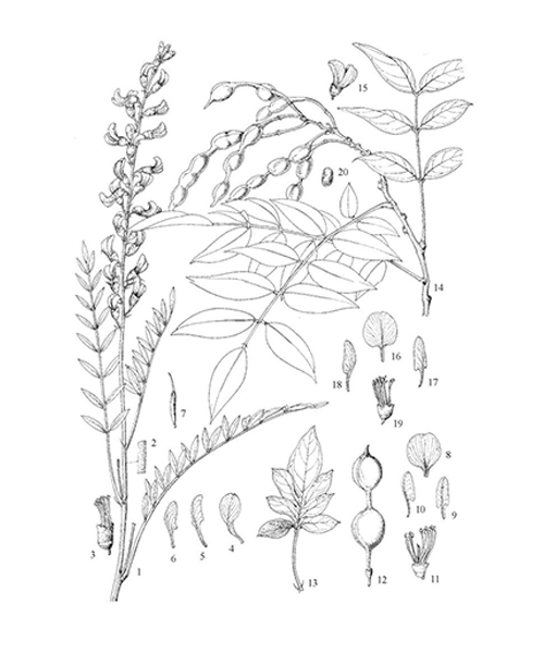 Natural compounds from  Sophora japonica